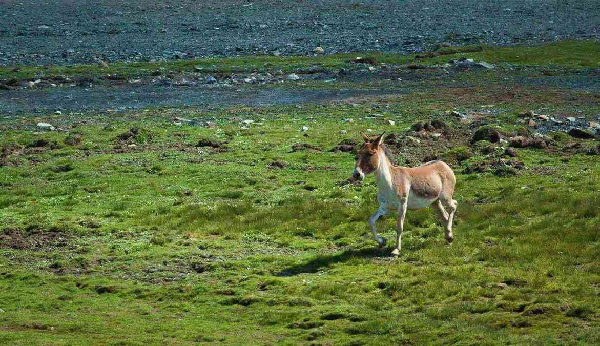 ​可可西里在哪里？可可西里旅游建议提醒