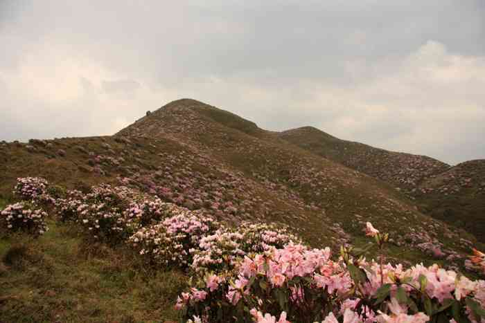 贵州十大赏杜鹃胜地