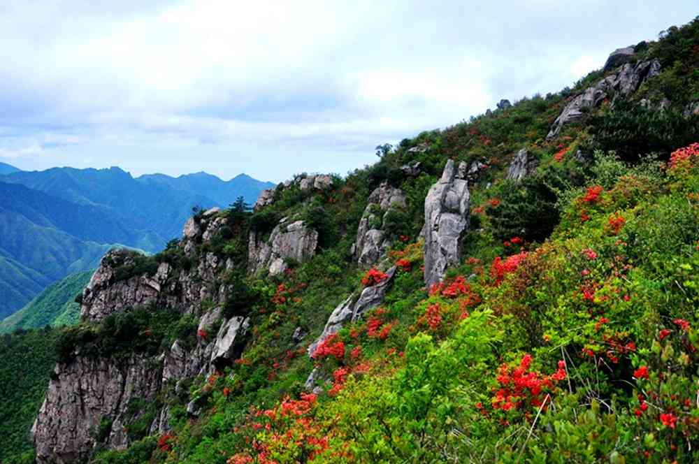 2018华东看杜鹃花哪里好？浙西桃源尖怎么样？