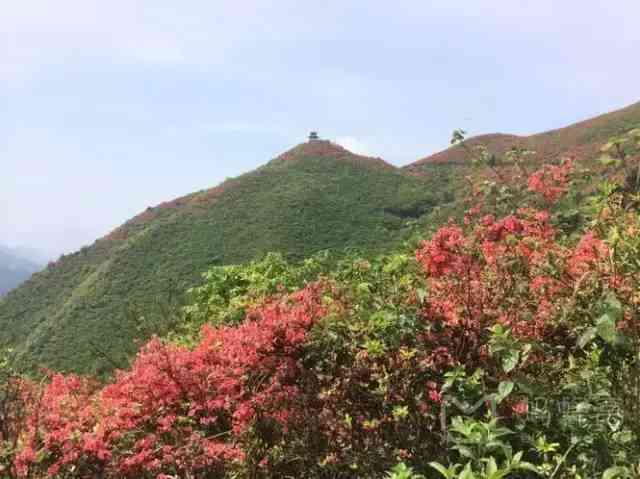 贵州十大赏杜鹃胜地