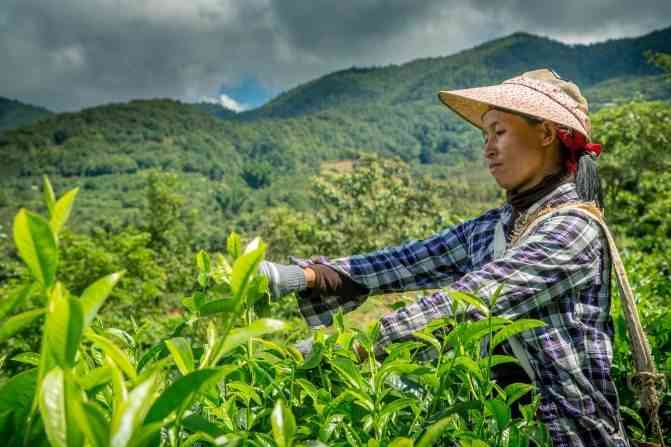 云南普洱茶—品茗指南