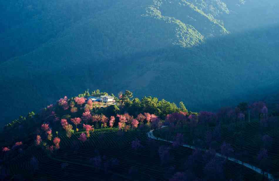 无量山冬樱花最佳观赏时间及地点推荐