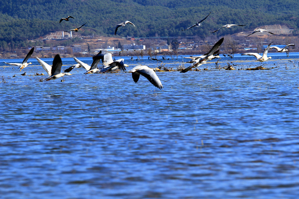 丽江拉市海湿地公园