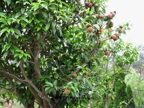 凤山油茶