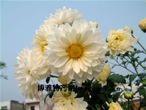 麻城福白菊