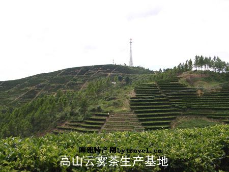 八乡山茶