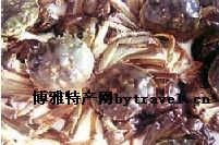 黄河入海口毛蟹