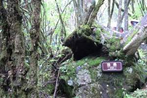 九江石钟山 东湖 荆州古城 三峡大坝 神农架 武隆十日游