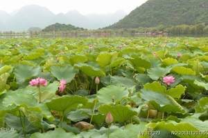 8月去普者黑，还有荷花吗 普者黑半山温泉三天游