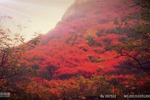 十一青岛周边一日游：潍坊临朐石门坊、赏金秋红叶一日游