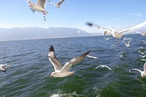 江苏--昆明、大理、丽江特色温泉+私人别墅五晚六天游