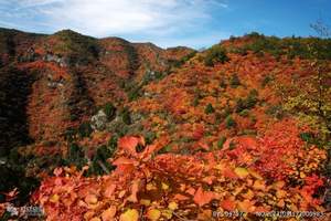 石家庄到北京香山红叶旅游团 北京香山一日游旅游团