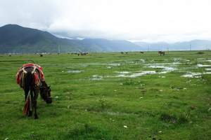 大理、丽江、香格里拉三飞八日游_国庆厦门到香格里拉旅游团