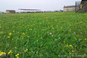 四川阿坝州红原大草原什么时间开花 什么时候花谢 九曲花湖3天